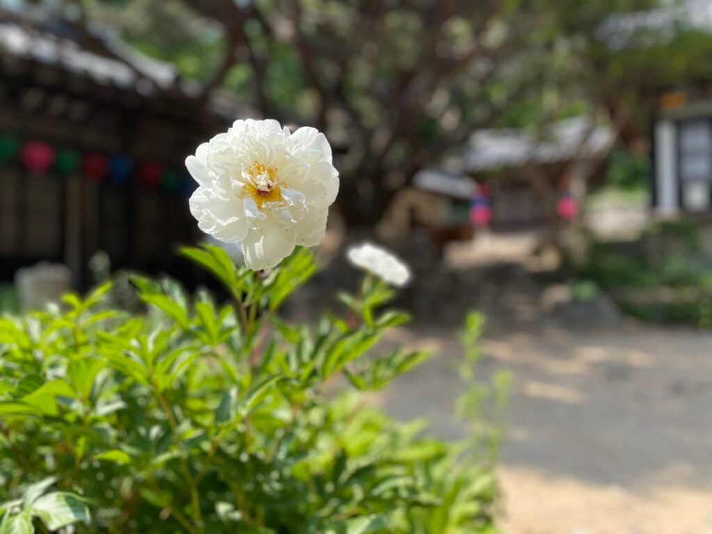 鳳停寺の白い牡丹