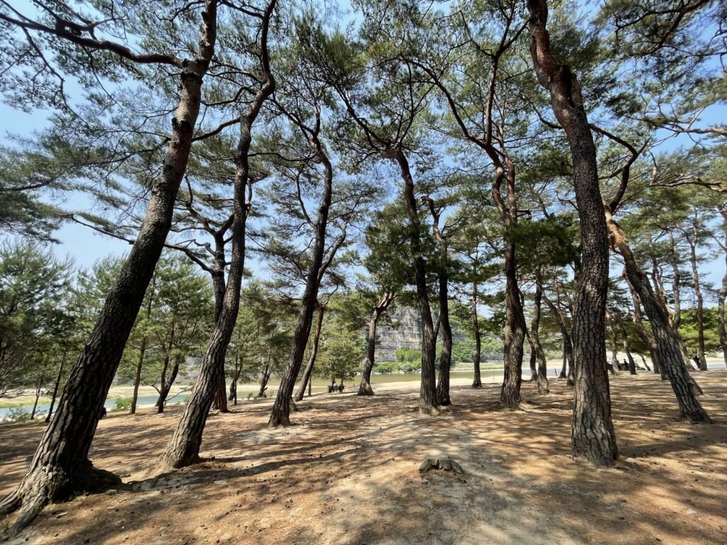 万松亭の松林