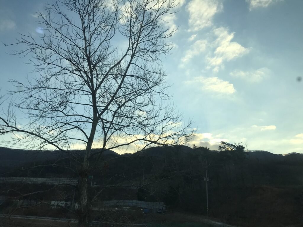 電車の窓から見た冬の木と朝の空