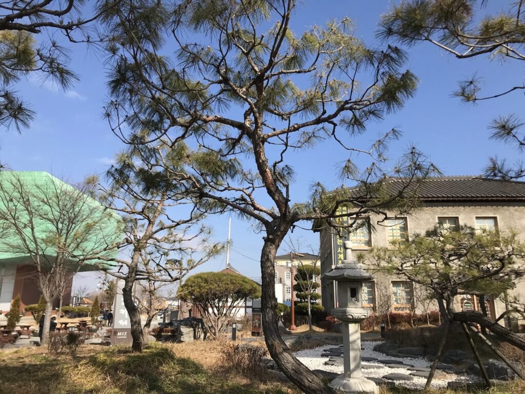 松の木と日本式の建物